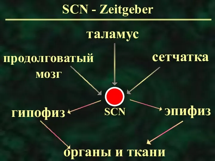 SCN - Zeitgeber