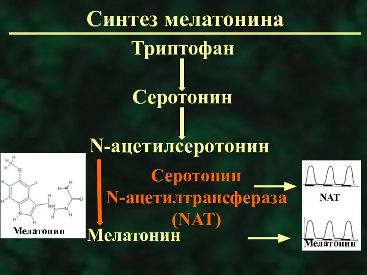 Синтез мелатонина Триптофан Серотонин N-ацетилсеротонин Мелатонин Серотонин N-ацетилтрансфераза (NAT) Мелатонин