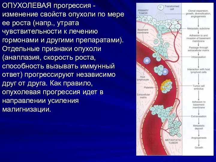 ОПУХОЛЕВАЯ прогрессия - изменение свойств опухоли по мере ее роста (напр.,