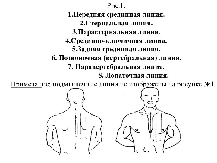 Рис.1. 1.Передняя срединная линия. 2.Стернальная линия. 3.Парастернальная линия. 4.Срединно-ключичная линия. 5.Задняя