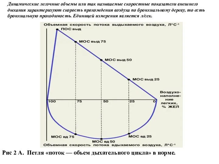 Динамические легочные объемы или так называемые скоростные показатели внешнего дыхания характеризуют