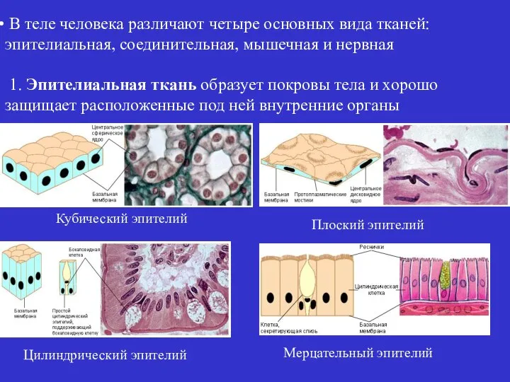 В теле человека различают четыре основных вида тканей: эпителиальная, соединительная, мышечная