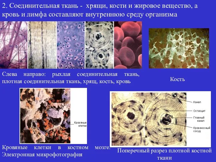 2. Соединительная ткань - хрящи, кости и жировое вещество, а кровь