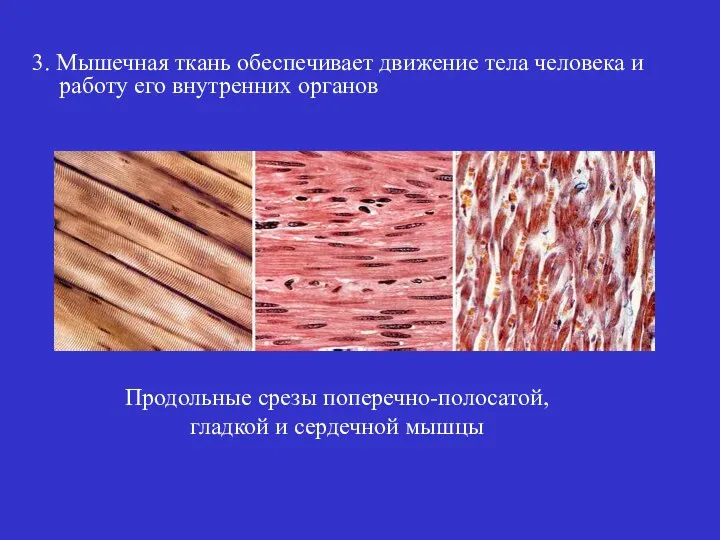 3. Мышечная ткань обеспечивает движение тела человека и работу его внутренних