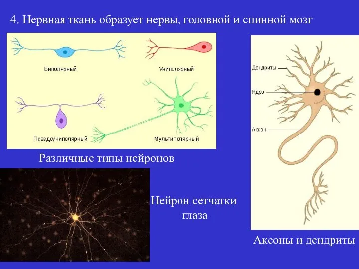 4. Нервная ткань образует нервы, головной и спинной мозг Различные типы