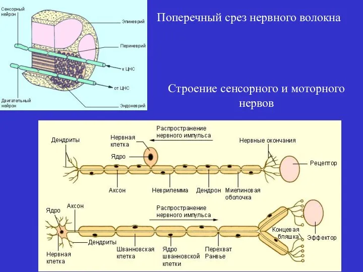 Поперечный срез нервного волокна Строение сенсорного и моторного нервов