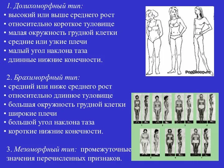 1. Долихоморфный тип: высокий или выше среднего рост относительно короткое туловище