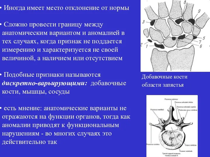 Иногда имеет место отклонение от нормы Сложно провести границу между анатомическим