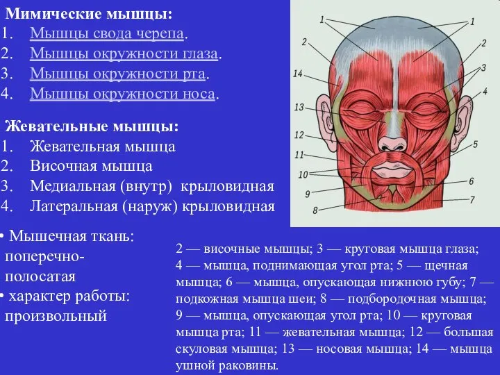 Мимические мышцы: Мышцы свода черепа. Мышцы окружности глаза. Мышцы окружности рта.