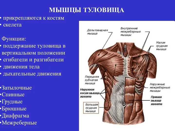 МЫШЦЫ ТУЛОВИЩА прикрепляются к костям скелета Функции: поддержание туловища в вертикальном