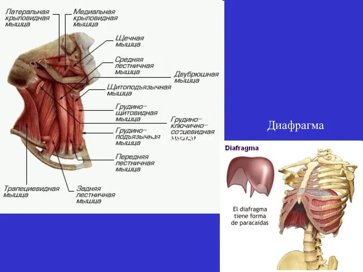 Диафрагма Диафрагма
