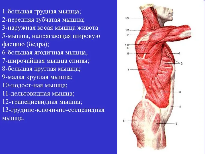1-большая грудная мышца; 2-передняя зубчатая мышца; 3-наружная косая мышца живота 5-мышца,