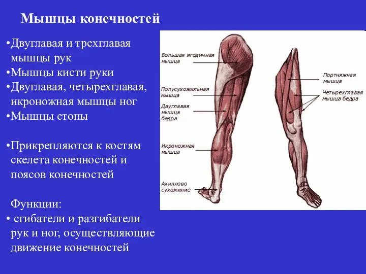 Мышцы конечностей Двуглавая и трехглавая мышцы рук Мышцы кисти руки Двуглавая,