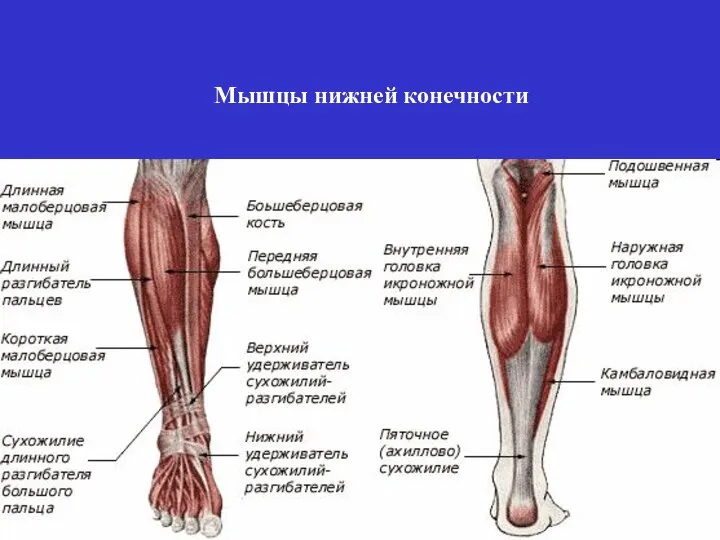 Мышцы нижней конечности