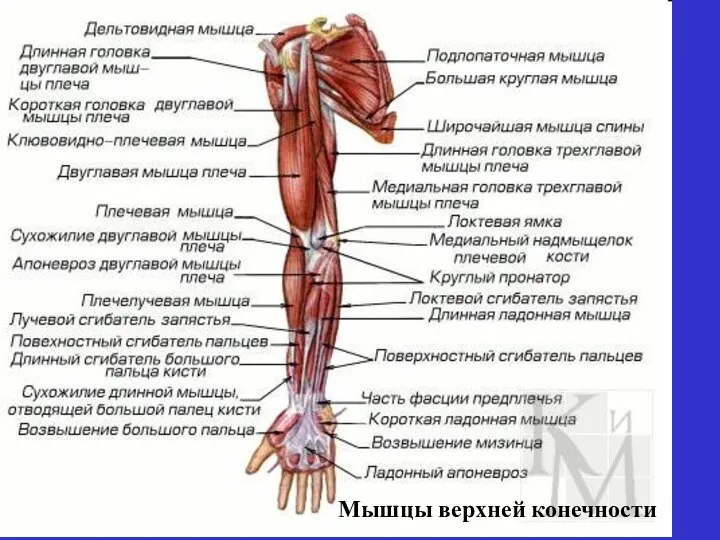 Мышцы верхней конечности