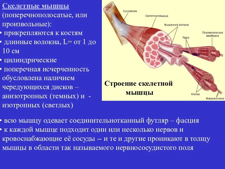 Строение скелетной мышцы Скелетные мышцы (поперечнополосатые, или произвольные): прикрепляются к костям