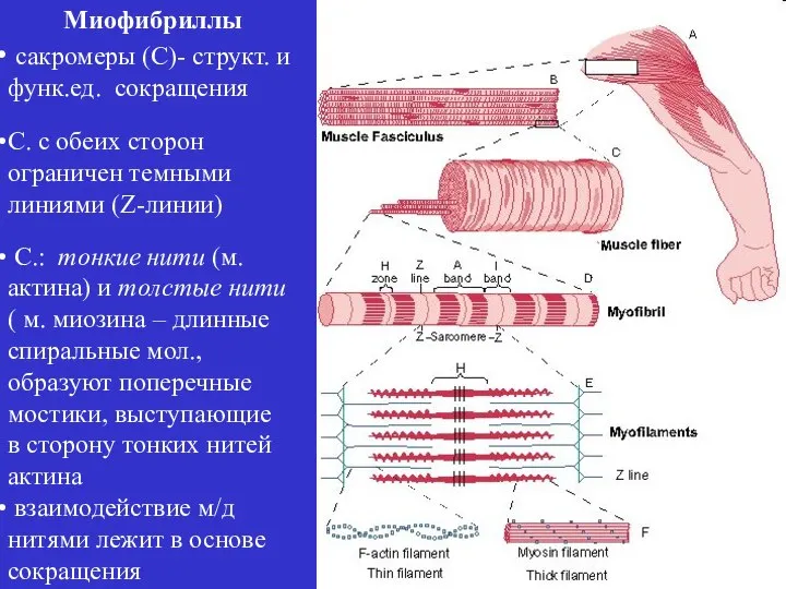 Миофибриллы сакромеры (С)- структ. и функ.ед. сокращения С. с обеих сторон