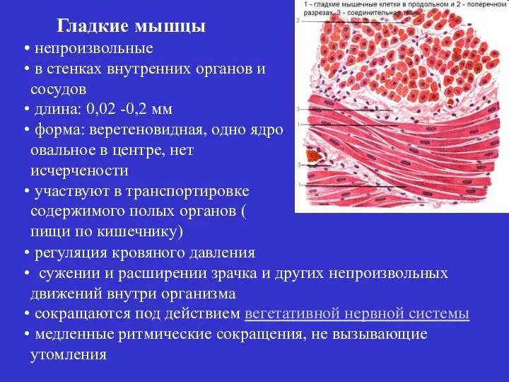 непроизвольные в стенках внутренних органов и сосудов длина: 0,02 -0,2 мм