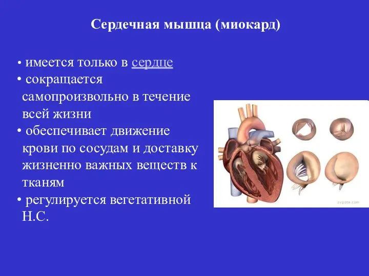 имеется только в сердце сокращается самопроизвольно в течение всей жизни обеспечивает