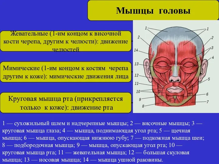 1 — сухожильный шлем и надчерепные мышцы; 2 — височные мышцы;