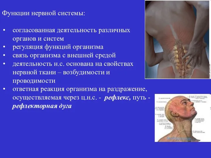 Функции нервной системы: согласованная деятельность различных органов и систем регуляция функций