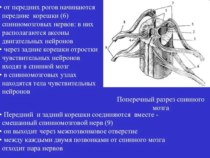 от передних рогов начинаются передние корешки (6) спинномозговых нервов: в них