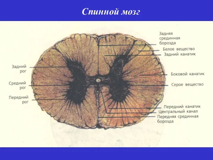 Спинной мозг