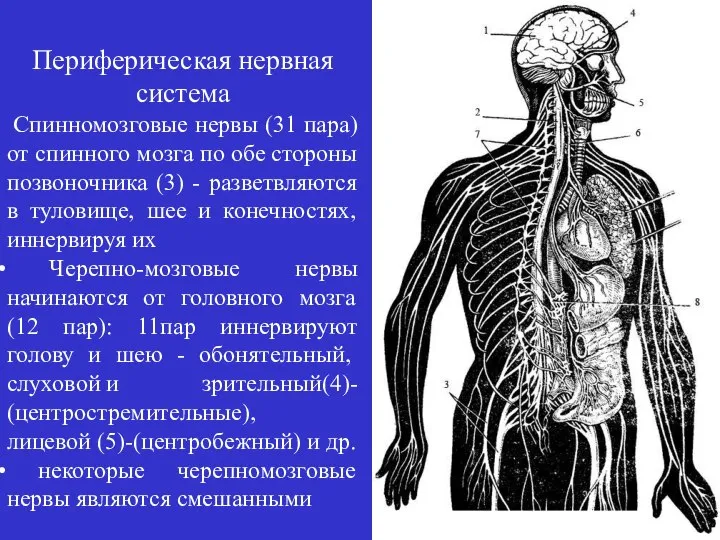 Периферическая нервная система Спинномозговые нервы (31 пара) от спинного мозга по