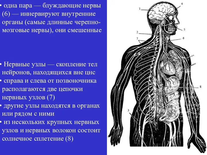 одна пара — блуждающие нервы (6) — иннервируют внутренние органы (самые