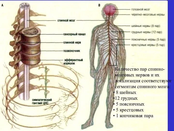 Количество пар спинно-мозговых нервов и их локализация соответствуют сегментам спинного мозга: