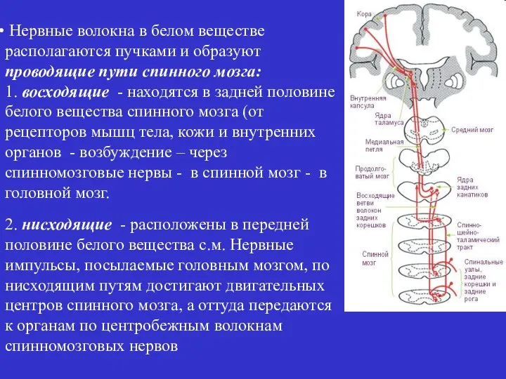 Нервные волокна в белом веществе располагаются пучками и образуют проводящие пути