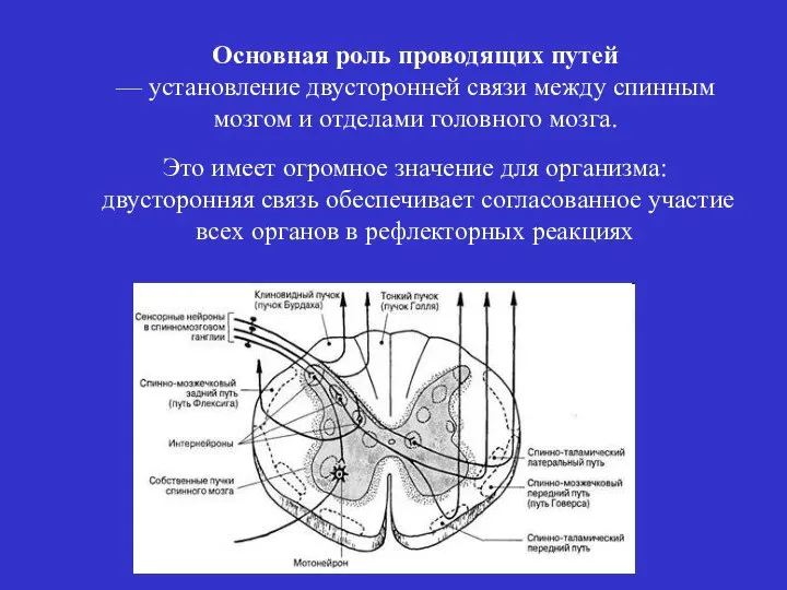 Основная роль проводящих путей — установление двусторонней связи между спинным мозгом