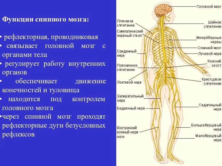 Функции спинного мозга: рефлекторная, проводниковая связывает головной мозг с органами тела