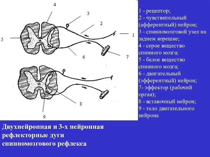 1 - рецептор; 2 - чувствительный (афферентный) нейрон; 3 - спинномозговой