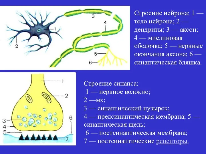 Строение синапса: 1 — нервное волокно; 2 —мх; 3 — синаптический