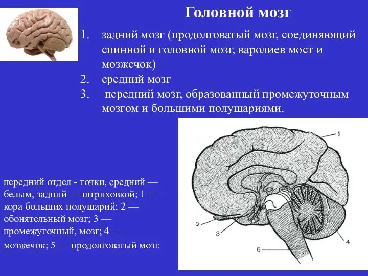 задний мозг (продолговатый мозг, соединяющий спинной и головной мозг, варолиев мост