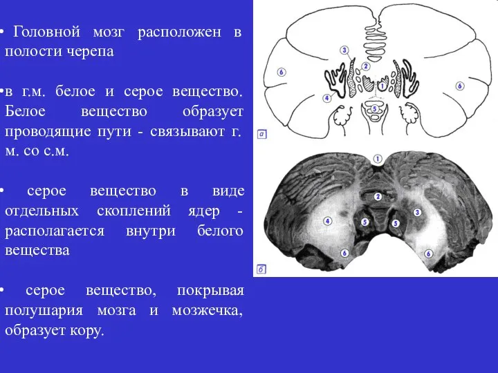 Головной мозг расположен в полости черепа в г.м. белое и серое