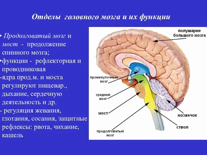 Продолговатый мозг и мост - продолжение спинного мозга; функции - рефлекторная