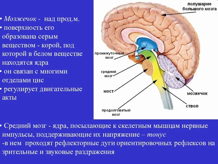 Мозжечок - над прод.м. поверхность его образована серым веществом - корой,