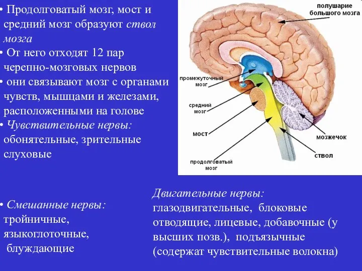 Продолговатый мозг, мост и средний мозг образуют ствол мозга От него