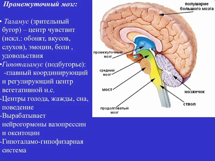Промежуточный мозг: Таламус (зрительный бугор) – центр чувствит (искл.: обонят, вкусов,