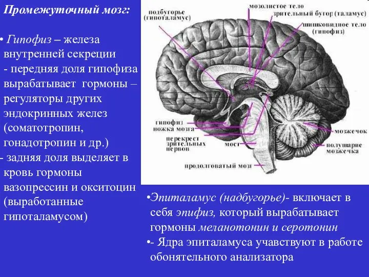 Промежуточный мозг: Гипофиз – железа внутренней секреции - передняя доля гипофиза