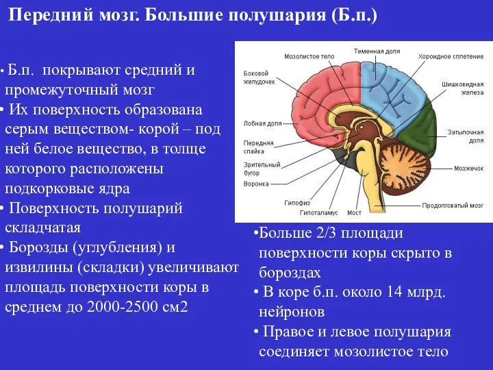 Б.п. покрывают средний и промежуточный мозг Их поверхность образована серым веществом-