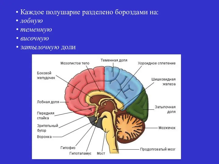 Каждое полушарие разделено бороздами на: лобную теменную височную затылочную доли