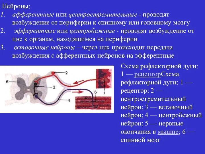 Нейроны: афферентные или центростремительные - проводят возбуждение от периферии к спинному