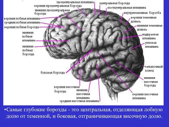 Самые глубокие борозды - это центральная, отделяющая лобную долю от теменной, и боковая, отграничивающая височную долю.