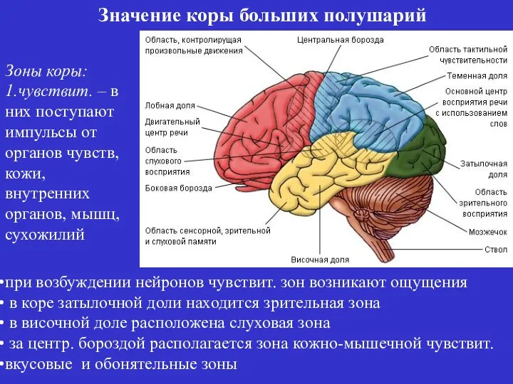 Зоны коры: 1.чувствит. – в них поступают импульсы от органов чувств,