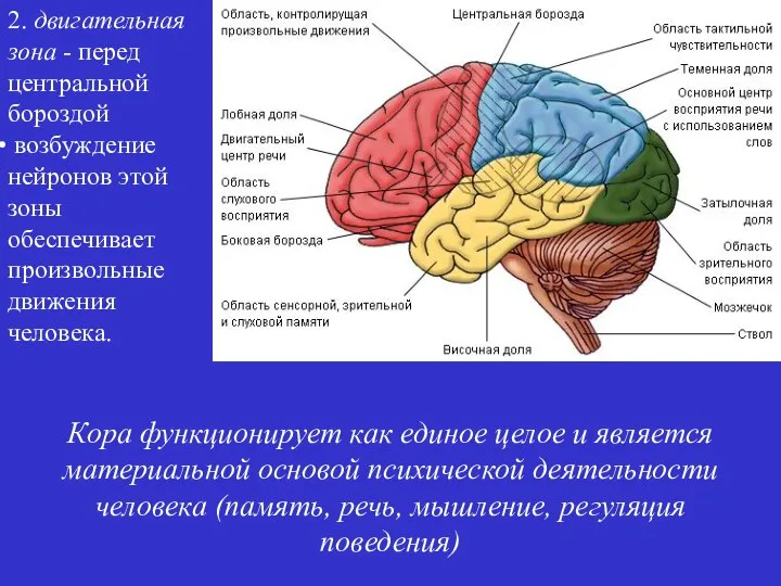 2. двигательная зона - перед центральной бороздой возбуждение нейронов этой зоны