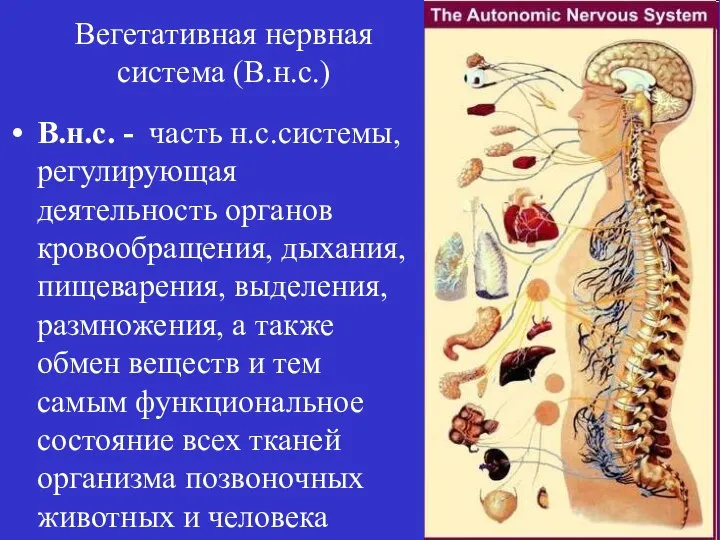 Вегетативная нервная система (В.н.с.) В.н.с. - часть н.с.системы, регулирующая деятельность органов