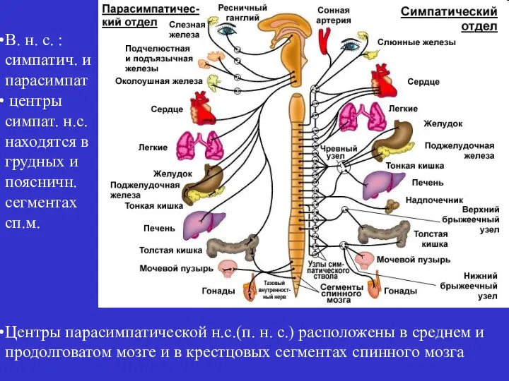 В. н. с. : симпатич. и парасимпат центры симпат. н.с. находятся